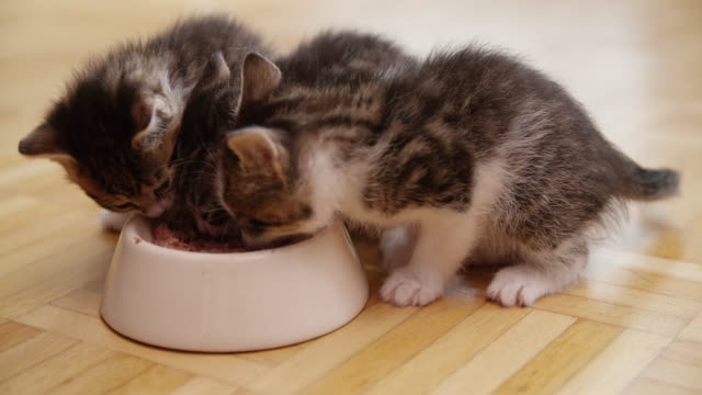 Litter-of-kittens-eating-together-from-a-food-bowl