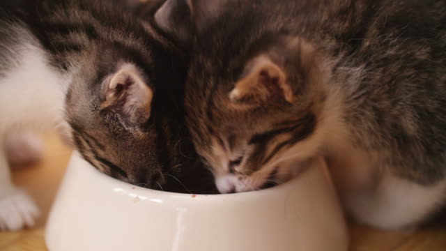 Kittens-eating-food-together-from-one-bowl