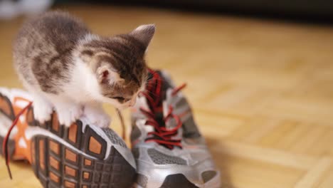 Cute-kitten-sitting-on-running-shoe