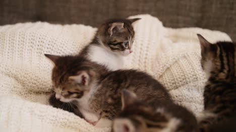 Katzenjunges-lecken-Lippen-Sie-auf-einer-couch-mit-Katze-Geschwister