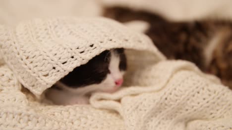 Sleepy-kitten-underneath-a-cosy-woollen-blanket