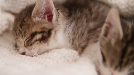 Kätzchen-Schlafen-auf-Decke