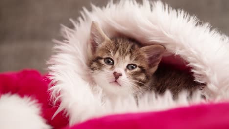 Cute-tabby-kitten-in-a-santa-hat-looking-at-you