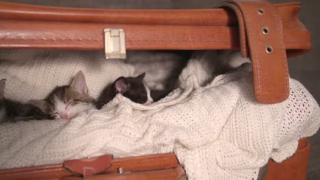 Katzenjunges-unter-Sie-in-eine-warme-Decke,-Kind