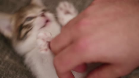 Kitten-holding-a-man's-hand-with-it's-paws-while-being-tickled