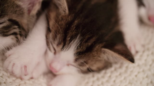 Kätzchen-von-der-gleichen-Einstreu-Schlafen-zusammen-auf-einer-Decke