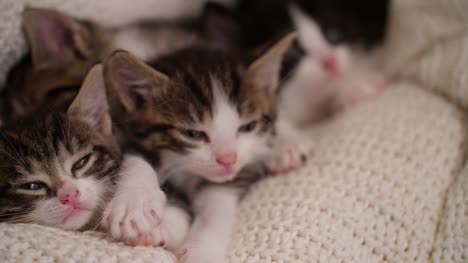 Kitten-amongst-it's-siblings-in-a-warm-blanket