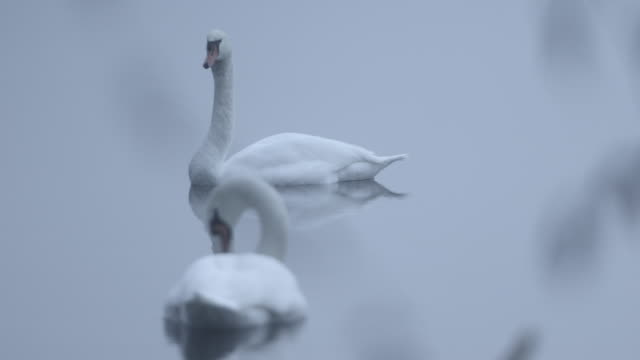 Swan-watching-another-swan-grooming-itself