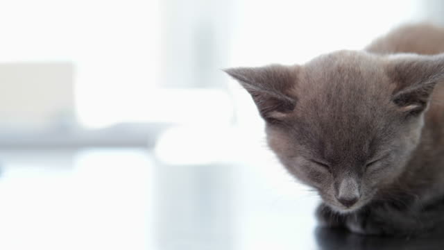 Kleine-graue-Kätzchen-auf-Tierärzte-Tisch-sitzen