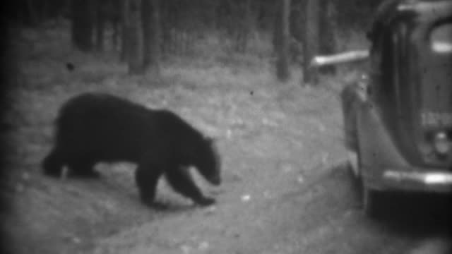 1937:-Feeding-wild-black-bear-from-car-window-roadside-luxury-decadence.