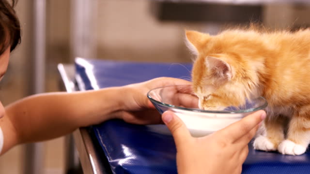 Fütterung-einer-Katze-mit-Milch-Kind