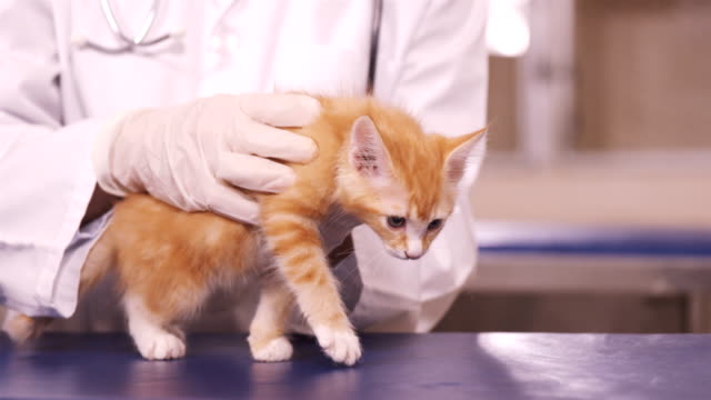 Veterinario-sosteniendo-un-gato