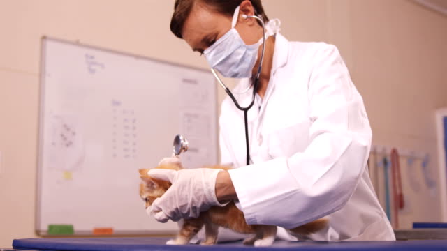 Veterinario-examinar-un-gato