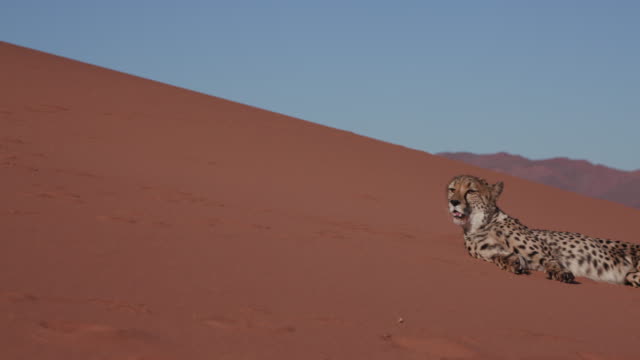4K-Gepard-liegend-auf-die-roten-Sanddünen-der-Namib-Wüste