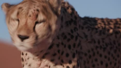 4K-Close-up-portrait-of-Cheetah