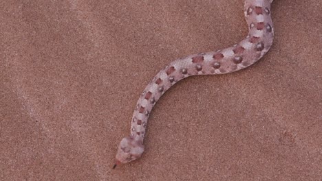 4K-view-of-horned-adder-moving-over-the-sand-showing-lateral-undulation