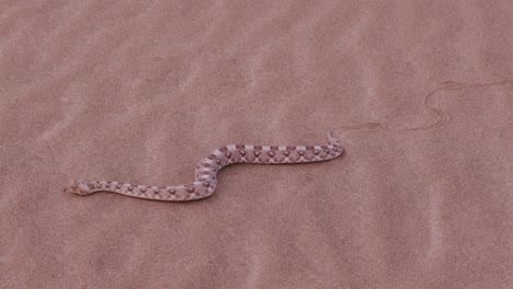 4K-view-of-horned-adder-moving-over-the-sand-showing-lateral-undulation