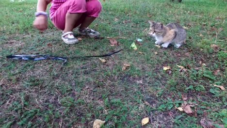 Girl-child-in-glasses-plays-with-a-gray-kitten-in-the-yard.-A-little-girl-likes-to-play-with-the-kitten.