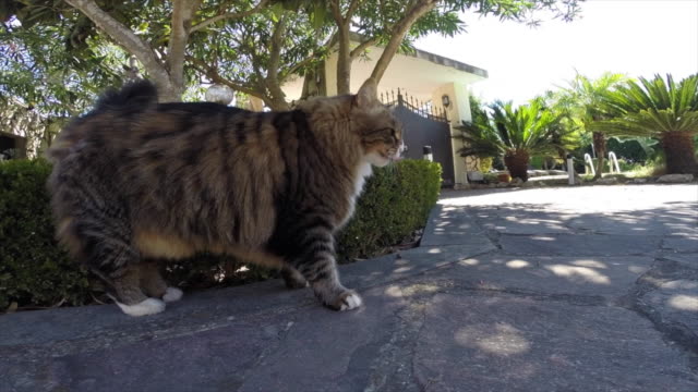 Neugierige-Katze-riechen-Kamera