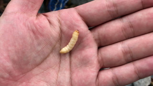 Caterpillar-which-was-placed-of-my-hand
