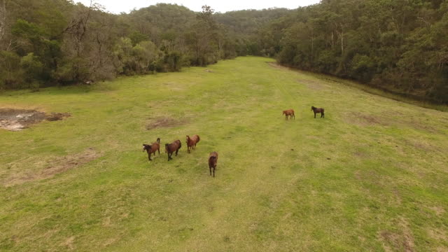 Aerial-footage-of-horses