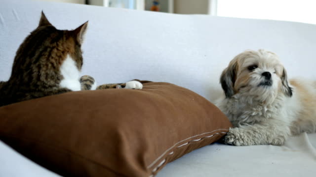 Cat-and-dog-stay-together-on-sofa