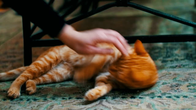 Mujer-acariciando-un-gato-rojo-en-la-alfombra