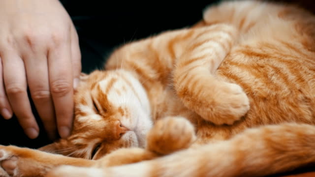 Frau-streichelte-eine-rote-Katze-auf-der-Couch-liegen