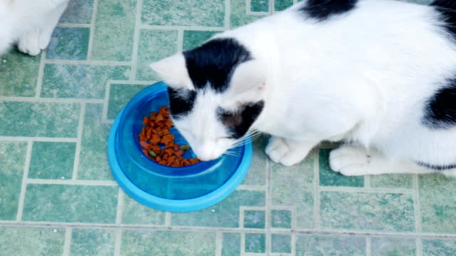 Three-cat-eating-food-in-bowl