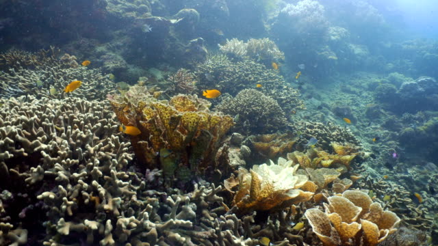 Korallenriff-und-tropischen-Fischen.-Philippinen