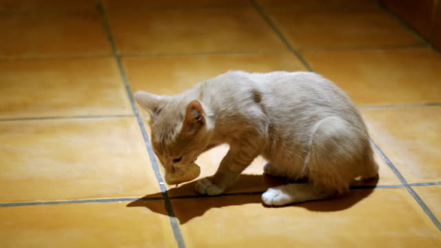 Obdachlose-Kätzchen-isst-eifrig-ein-Stück-Brot-auf-dem-Boden-zu-Hause