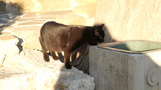 Gato-negro-por-las-escaleras