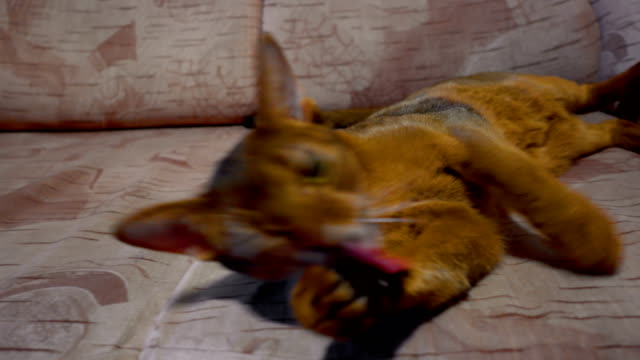 Abyssinian-cat-washes-and-yawning
