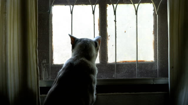 Gato-mirando-fuera-de-la-ventana