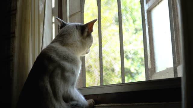 Gato-mirando-fuera-de-la-ventana