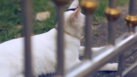 Entzückende-weiße-Katze-liegt-auf-Zementboden