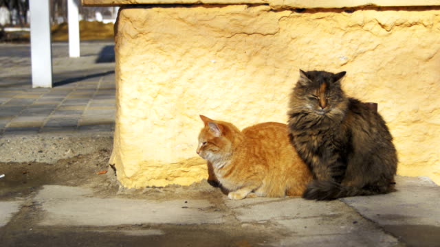 Dos-gatos-grises-y-rojos-sin-hogar-en-la-calle-a-principios-de-primavera
