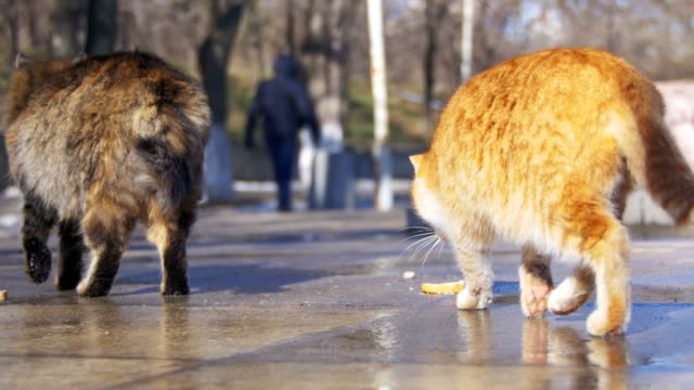 Obdachlose-Katzen-auf-der-Straße-essen-essen-Im-Frühjahr-Essen