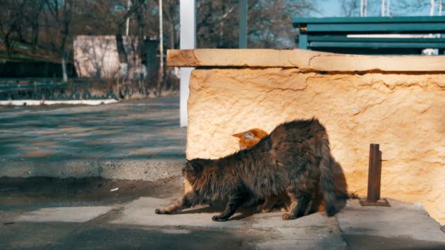 Dos-gatos-grises-y-rojos-sin-hogar-en-la-calle-a-principios-de-primavera