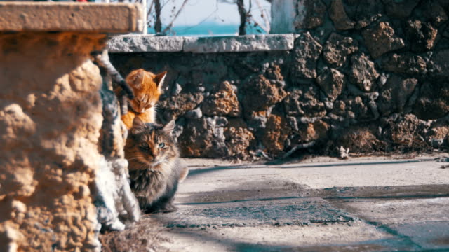 Los-gatos-sin-hogar-en-la-calle-comen-comida-a-principios-de-primavera