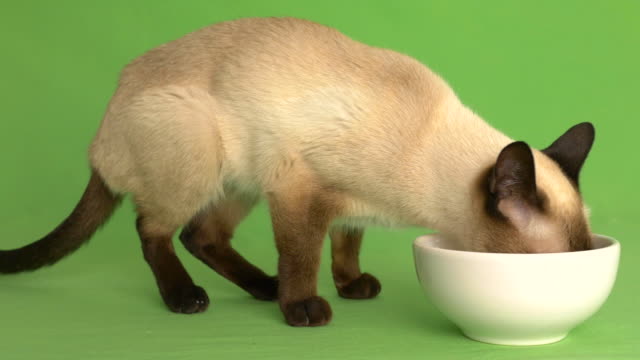 Tiro-Gato-siamés-comer-del-lado-de-la-placa-de-alimentación