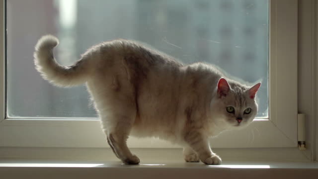 Concept-pets-and-their-habits.-Cat-walks-the-windowsill-and-looking-for-food.-Dolly-shot.