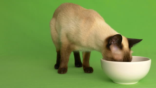 Siamesische-Katze-nähert-sich-Teller-Essen-und-Essen-frontale-Aufnahme