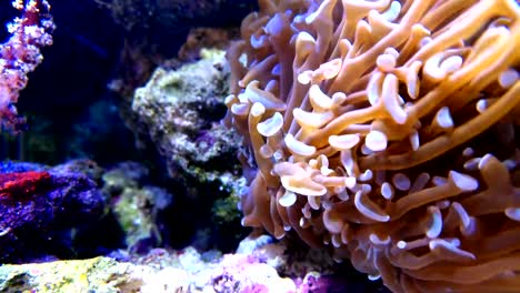 vibrant-coral-in-tank-4K