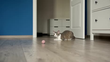 Katze-mit-Spielzeug-Ball-im-Kiefer