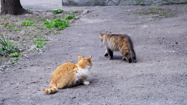 Zwei-obdachlose-Katzen-auf-der-Straße