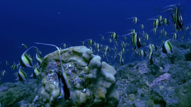 Riesige-Schule-für-tropische-Fische-am-Korallenriff,-Palau