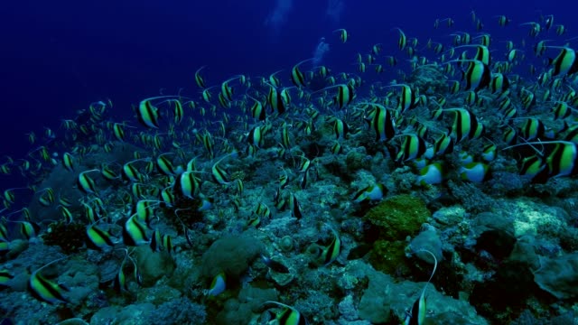 Giant-school-of-Tropical-fishes-at-Blue-Corner,-Palau
