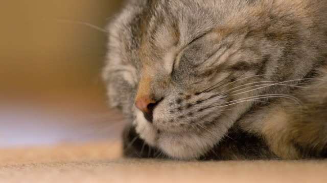 Gato-fold-escocés-marrón-joven-durmiendo,-primer-plano