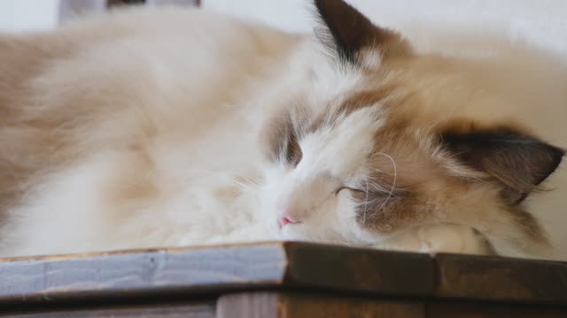 Junge-Creme-Ragdoll-Katze-schläft-auf-Tisch